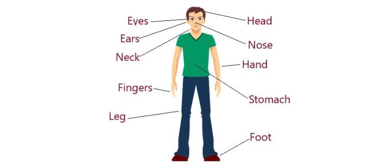 Human Body Parts Name in Sanskrit