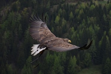 Essay on Eagle in Sanskrit