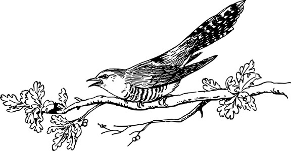 Essay on Cuckoo in Sanskrit