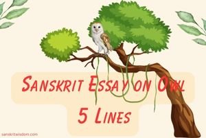 Essay on Owl 5 Lines