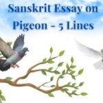 Sanskrit Essay on Pigeon