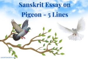 Sanskrit Essay on Pigeon