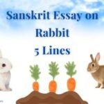 Sanskrit Essay on Rabbit