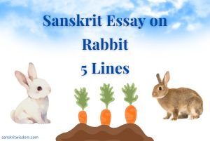 Sanskrit Essay on Rabbit